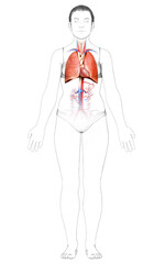 3d rendered, medically accurate illustration of a female lung anatomy