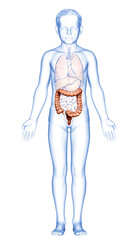 3d rendered, medically accurate illustration of boy large intestine anatomy