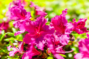 Macro closeup of pink red rhododendron azalea flowers closeup of texture with vibrant color in garden park in northern Virginia on sunny day