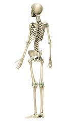 3d rendered medically accurate illustration of the lymphatic system