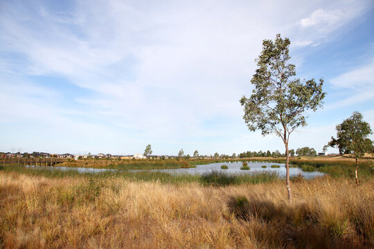 Housing estate located in Clyde North, near Berwick, Victoria featuring lake surrounded by plants and walking tracks.  The future of urban housing and green space