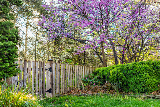 Idyllic garden in Virginia with wooden fence door gate entrance by bushes and redbud pink purple spring springtime flowers on tree and sun in sky with nobody