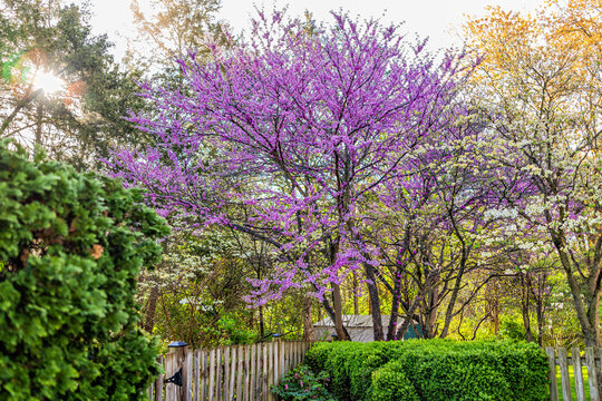 Idyllic garden in Virginia with wooden fence entrance by bushes and redbud pink purple spring springtime flowers on tree and sun in sky with nobody