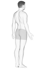 3d rendered illustration of the male body