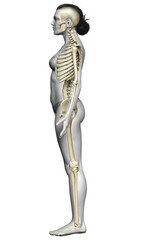 3d rendered, medically accurate illustration of a female skeleton system