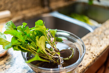 Closeup of local homegrown garden green arugula leafy salad greens in glass bowl for cleaning from dirt soil by kitchen sink