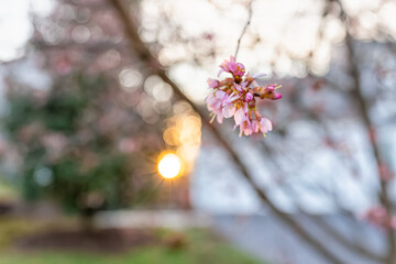 Hanging pink cherry blossom sakura tree flower cluster with sunburst through branch in spring in northern Virginia residential neighborhood house in bokeh blurry background