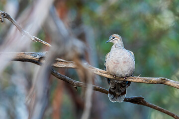 A Common Bronzewing (Phaps chalcoptera). A medium-sized, heavily built pigeon with a clear white line below and around the eye and patches of green, blue and red in the wing.