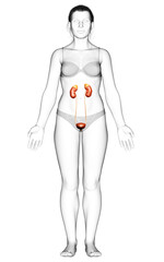 3d rendered, medically accurate illustration of female   kidneys