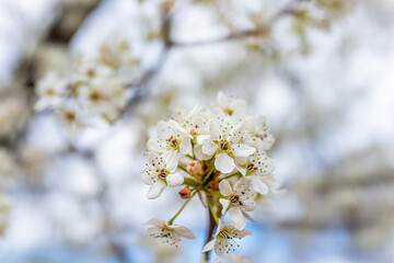 White cherry blossom sakura tree flower cluster macro closeup on branch in spring in northern Virginia with bokeh blurry background