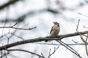 Virginia winter season and one single red male downy woodpecker perching on bare tree branch with blurry background
