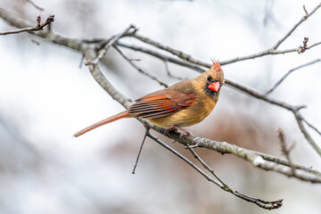 One single female red brown northern cardinal, Cardinalis, bird perched on bare tree branch during winter in Virginia with crest and blurry background