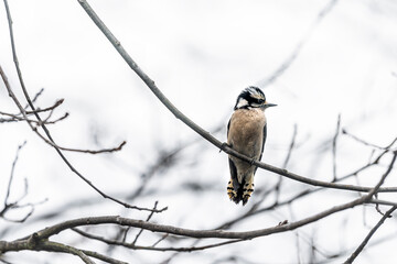 Virginia winter season and one downy woodpecker perching on bare tree branch with blurry white background