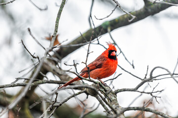 One single male red northern cardinal, Cardinalis, bird perched on bare tree branch during winter in Virginia with crest and blurry background