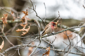 Closeup of one single male red house finch, Haemorhous mexicanus, bird sitting perched on tree branch during winter in Virginia looking down