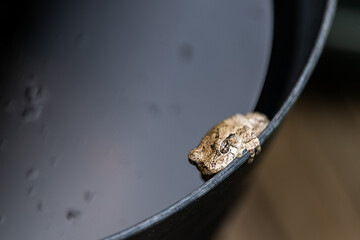 Macro closeup of one gray treefrog tree frog hyla versicolor on edge of black bucket container with water showing texture of fingers and eyes face - Powered by Adobe