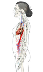 3d rendered medically accurate illustration of Female  heart