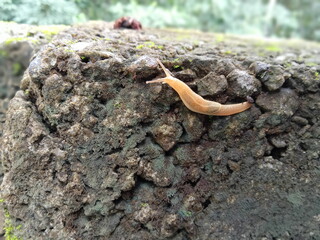 snail on a tree