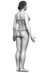 3d rendered illustration of the female body