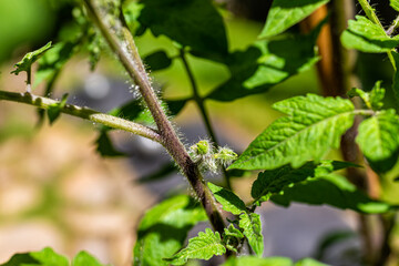 Macro closeup of small green unripe black tomato flower buds before blooming hanging growing on plant vine in garden