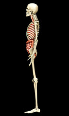 3d rendered medically accurate illustration of   Internal organs and skeleton system