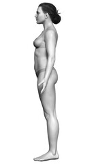 Naklejka premium 3d rendered illustration of the female body