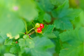 Hanging red currant berries macro closeup ripening unripe on plant bush in garden farm with vibrant color and blurry background