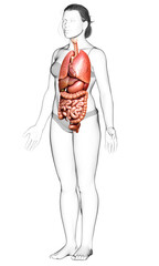 3d rendered medically accurate illustration of female Internal organs