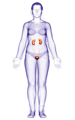 3d rendered, medically accurate illustration of female   kidneys