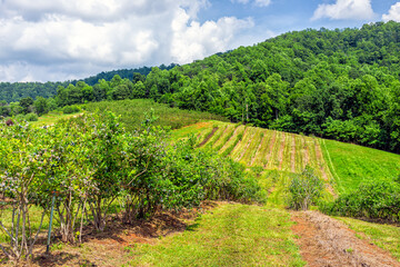 Fototapeta na wymiar Farm in Virginia with rolling hills mountains in summer with idyllic rural landscape countryside and blueberry rows for picking with nobody