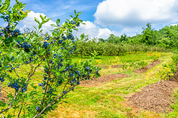 Fototapeta na wymiar Virginia farm in summer with idyllic rural landscape countryside and blueberry rows for picking in foreground hanging fruit