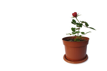 Single little potted rose isolated on white. Red rose in the flower pot. Lonely red rose grow in...