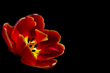 Still life floral macro portrait of a single isolated red colored open tulip blossom, black background, detailed texture. Close up, copy space (place for text). 