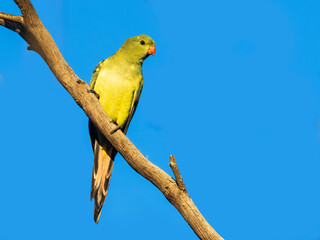 Regent Parrot (Polytelis anthopeplus). It is a slim parrot with a long, dusky tapering tail and back-swept wings. It is mostly yellow, with blue-black wings and tail.