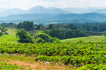 Fototapeta na wymiar Roseland, Virginia near Blue Ridge parkway mountains in summer with idyllic rural landscape countryside in Nelson County and rows of strawberry plants on farm rolling hills