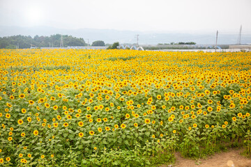 壮大なひまわり畑