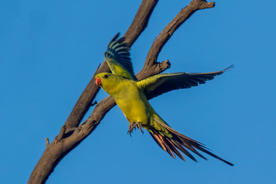 Regent Parrot (Polytelis anthopeplus). It is a slim parrot with a long, dusky tapering tail and back-swept wings. It is mostly yellow, with blue-black wings and tail.