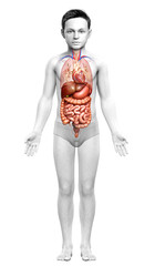 3d rendered medically accurate illustration of boy Digestive System