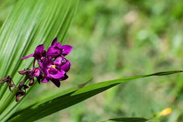 Group of purple spathoglottis plicata or Philippine ground orchid flowers and bulbs against blurred background of nature with green leaves and grass.
