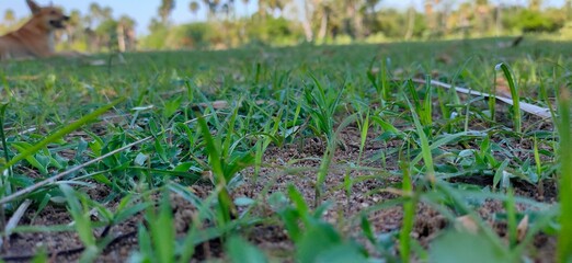 grass in the grass