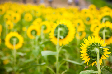 ひまわりの後ろ姿