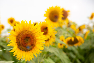 Obraz premium 逆光のひまわり畑