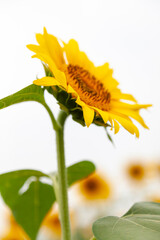 下から見上げたひまわり