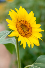 ひまわりの横顔