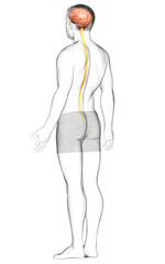 3d rendered medically accurate illustration of a male brain