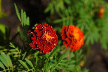 Bright flowers adorn the flower beds in the middle of summer.