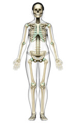 3d rendered, medically accurate illustration of a female skeleton system