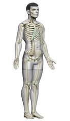 Fototapeta premium 3d rendered, medically accurate illustration of a male skeleton system