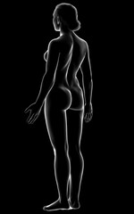 3d rendered illustration of the female body