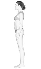 3d rendered illustration of the female body